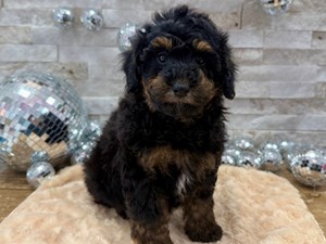 Expert staff member with puppy at Furrylicious