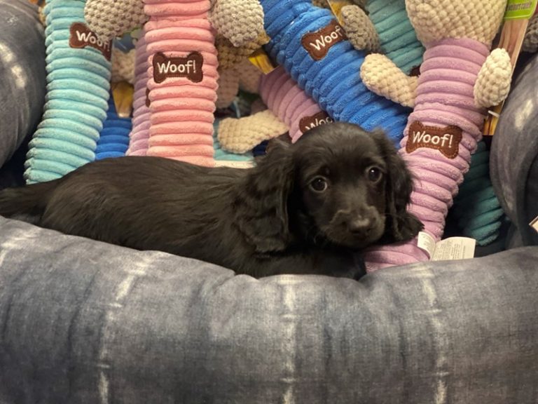 Ash - Dachshund