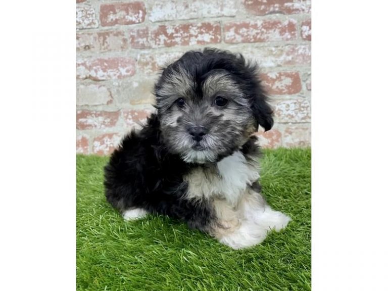 Avery - ShizaPoo