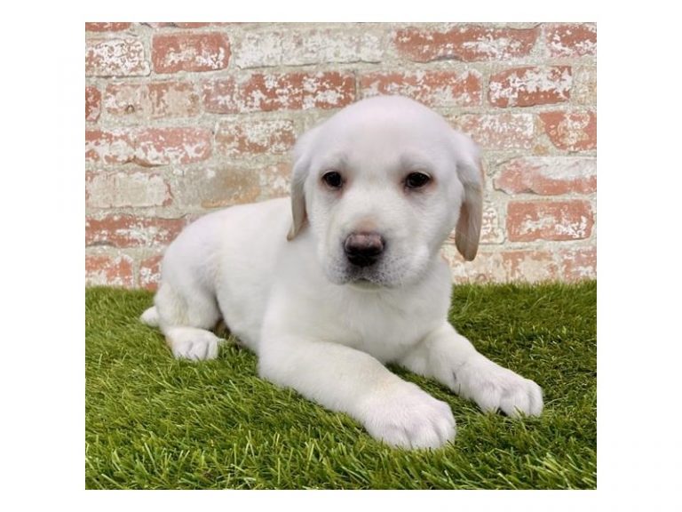Freddy - Labrador Retriever