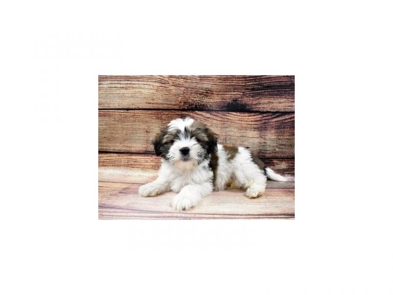 Annie - Shorkie