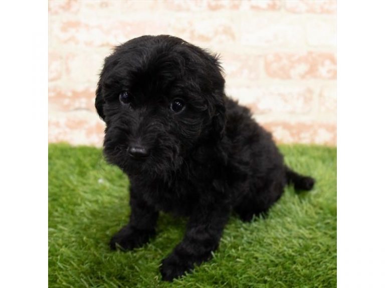 JoJo - Goldendoodle Mini