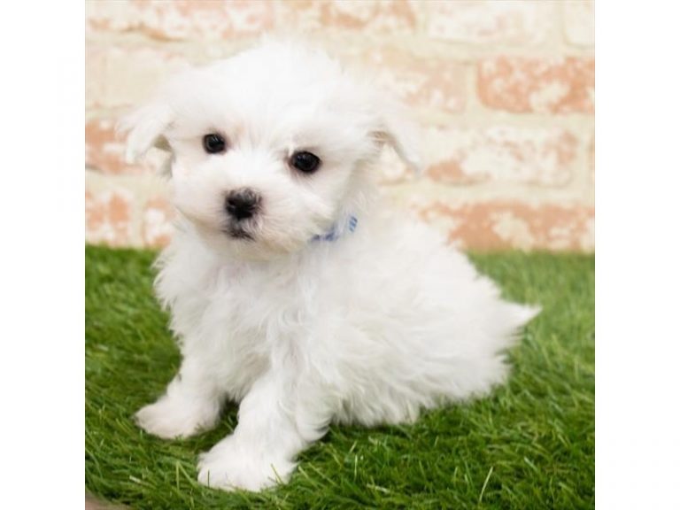 Rocco - Maltese