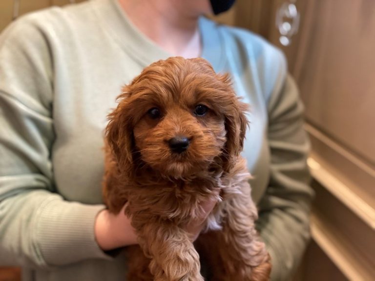 Claire - Cavapoo