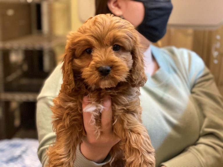 Seth - Cavapoo
