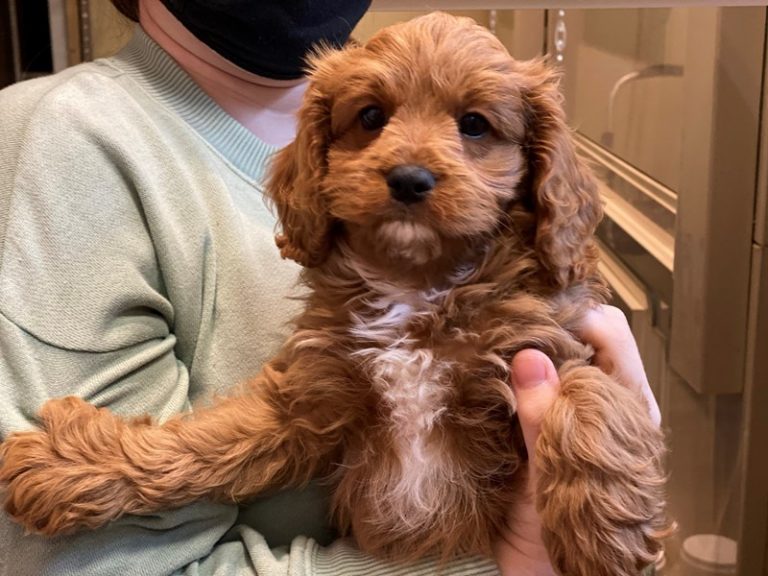 Collin - Cavapoo