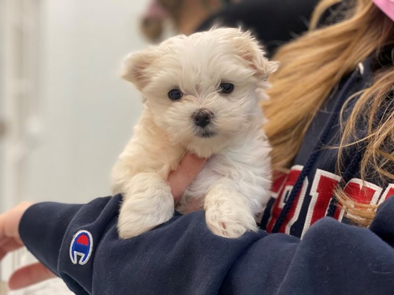 Einstein - Maltese