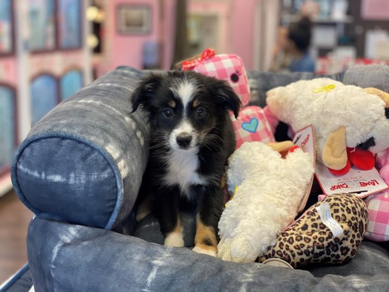 Lucky - Mini Australian Shepherd