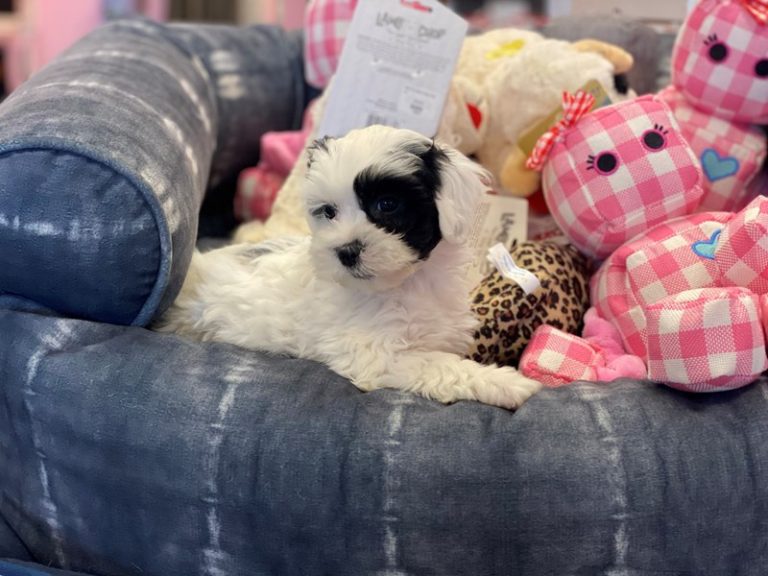 Missy - Lhasapoo