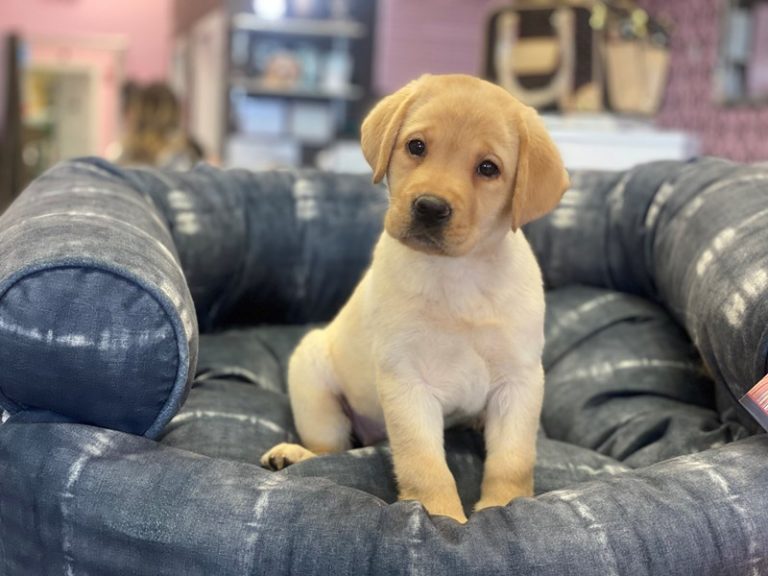Fiona - Labrador Retriever