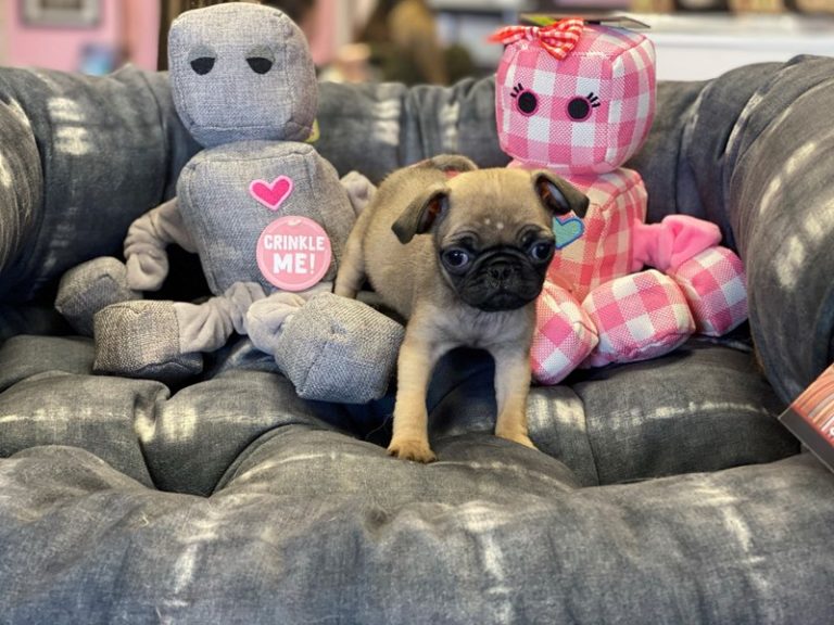 Izzy - Pug