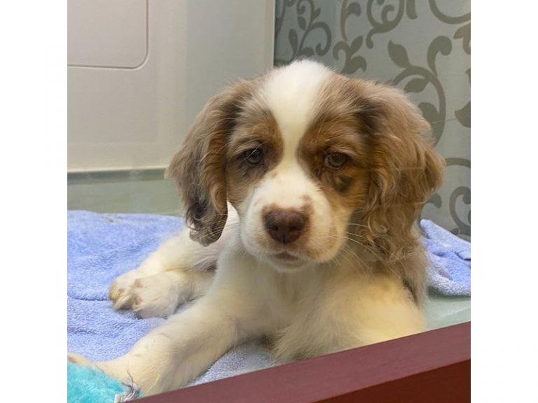 Lulu - Cockapoo