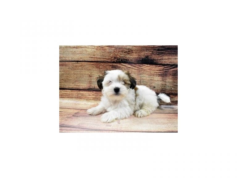 Dylan - Shorkie
