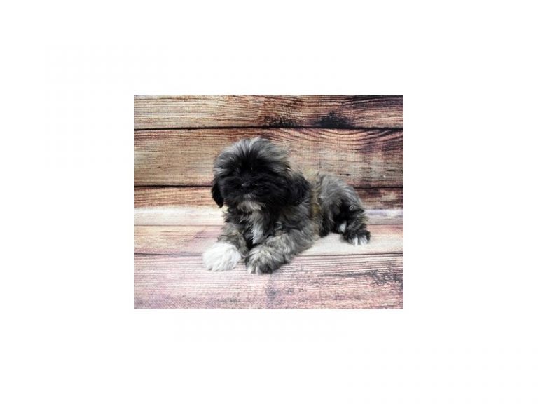 Shane - Lhasa Apso