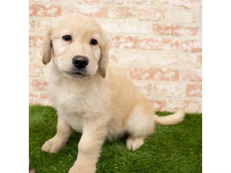 Austin - Golden Retriever