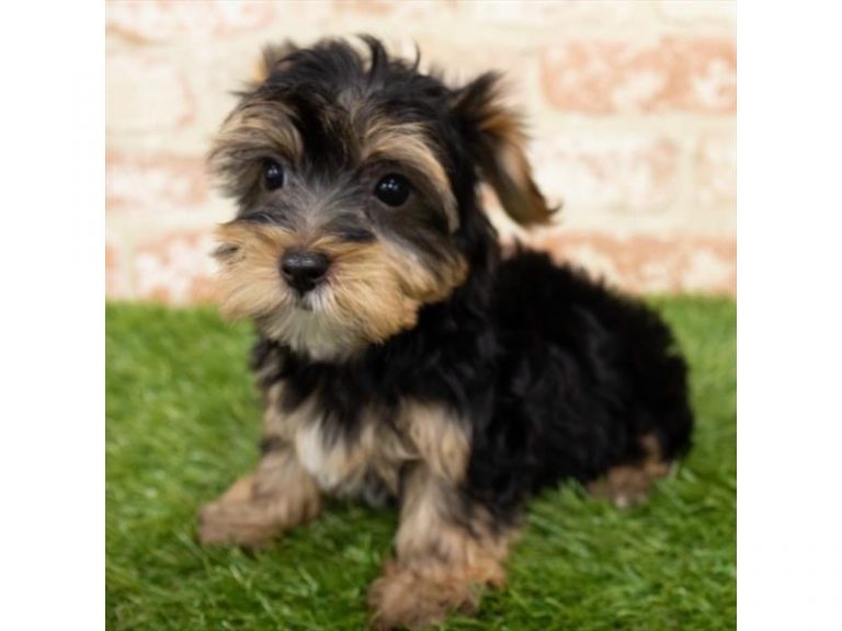 Mario - Yorkshire Terrier