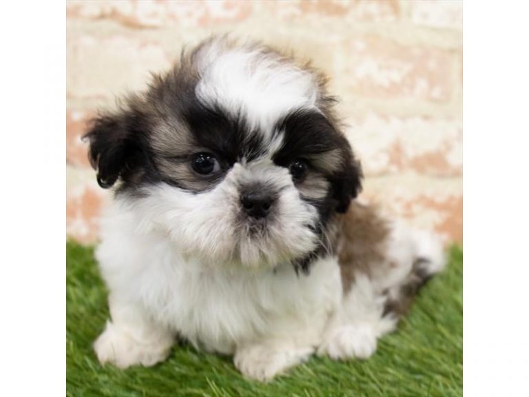 Marco - Shih Tzu