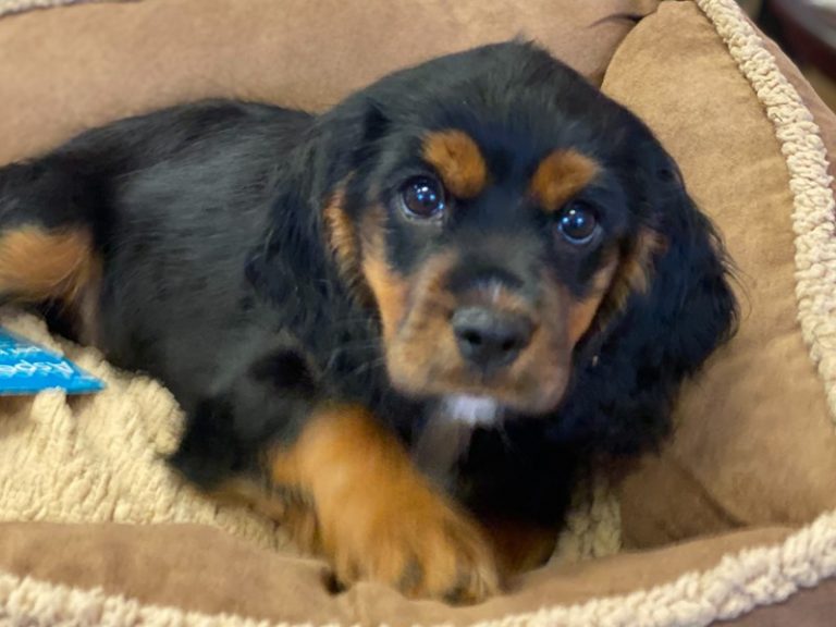 Shelby - Cockapoo