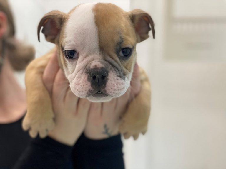 Billy - English Bulldog