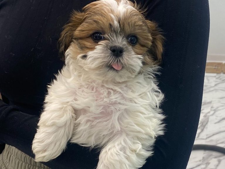 Madeline - Teddy Bear