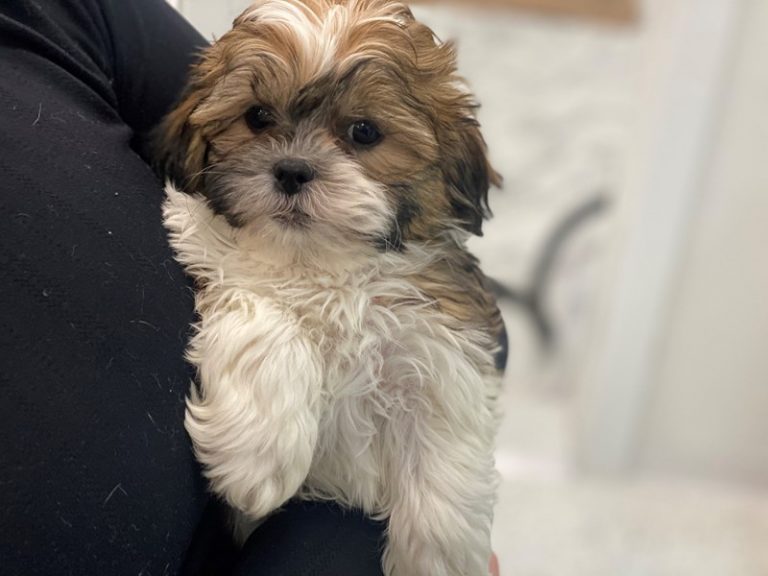 Cole - Teddy Bear