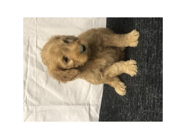 Buddy - Goldendoodle Mini
