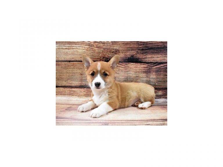 Murphy - Pembroke Welsh Corgi