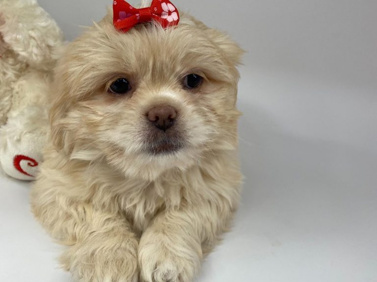 Odette - Lhasa Apso