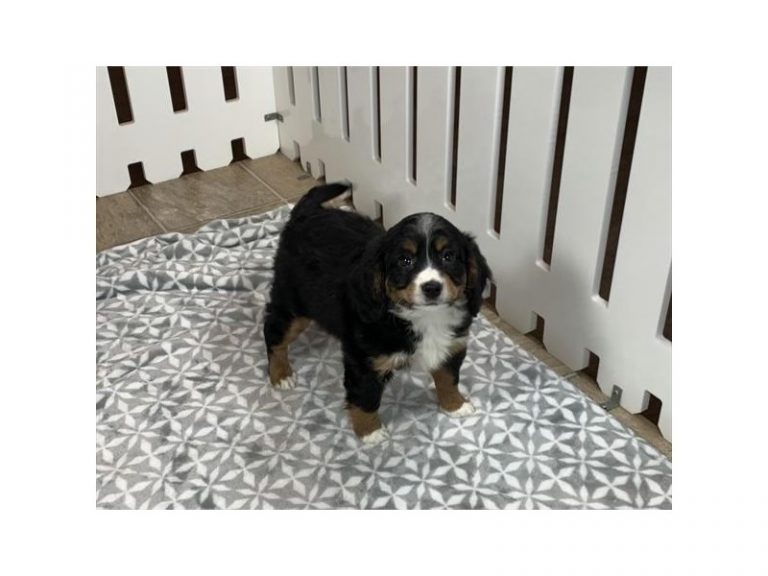 Dixie - Mini Bernedoodle Mix