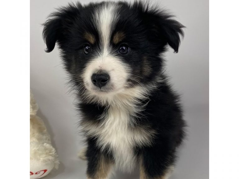 Clark - Miniature Australian Shepherd