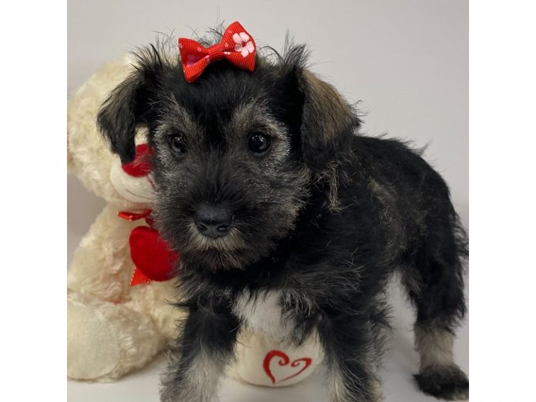 Pearl - Miniature Schnauzer