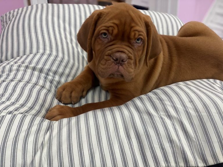 Kingsley - Dogue De Bordeaux