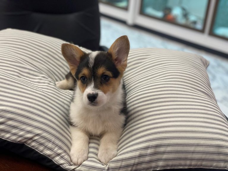 Sophia - Cardigan Welsh Corgi/Pembroke Welsh Corgi