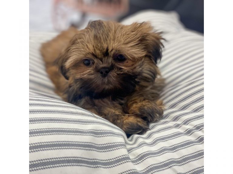 Mable - Shih Tzu