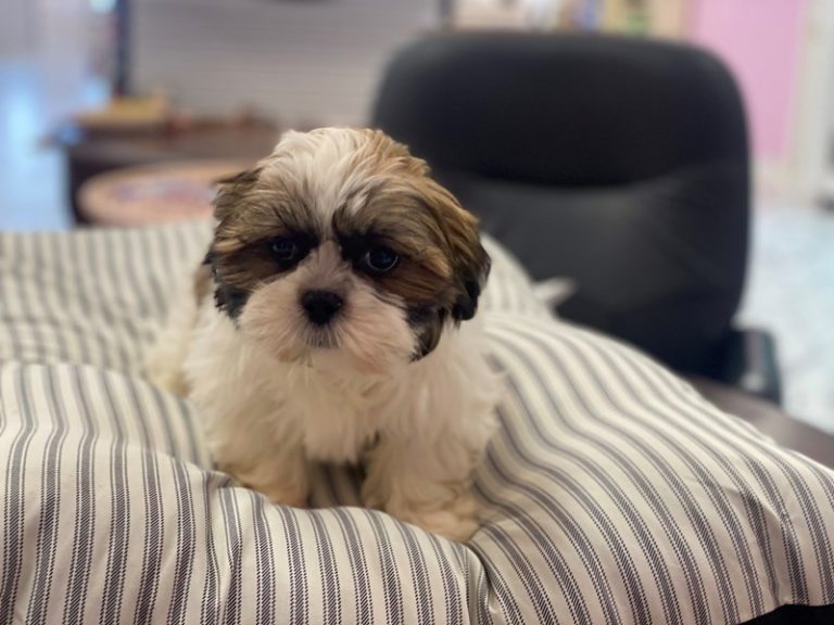 Clint - Shih Tzu