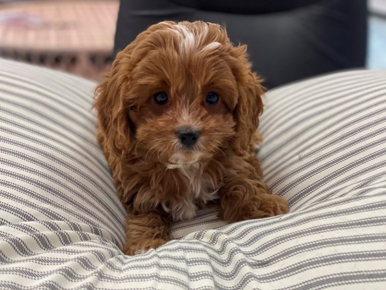 Charlie - Cavapoo