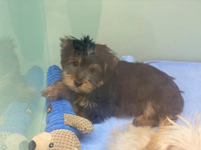 Penny - Morkie