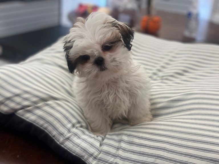 Lilly - Shih Tzu