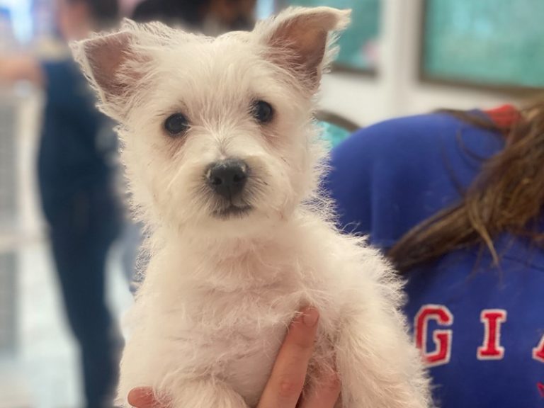 Colton - West Highland White Terrier