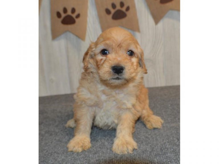 Oliver - Goldendoodle Mini
