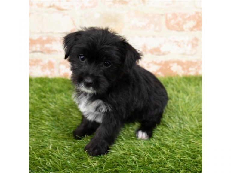 Paris - Morkie