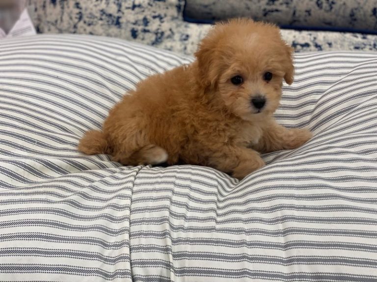 Russ - Pomapoo