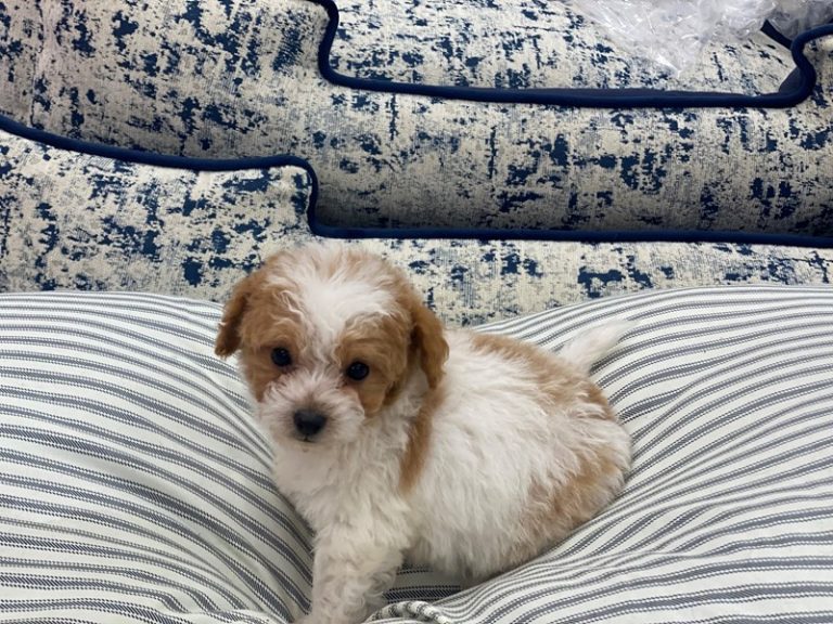 Wyatt - Pomapoo