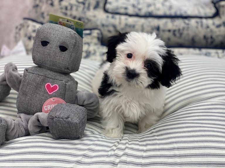 Lucy - Havanese