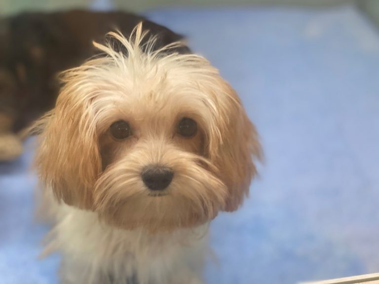 Allister - Cavapoo