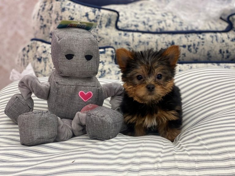 Champ - Yorkshire Terrier