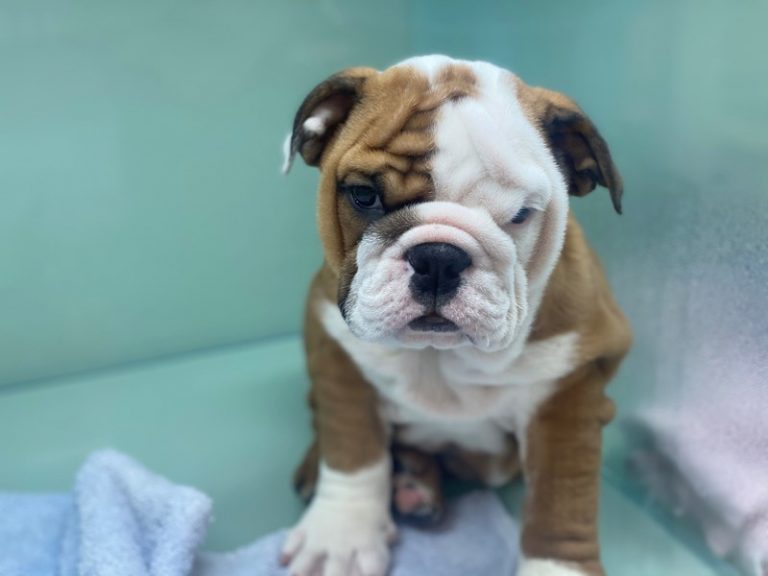 Ruby - English Bulldog