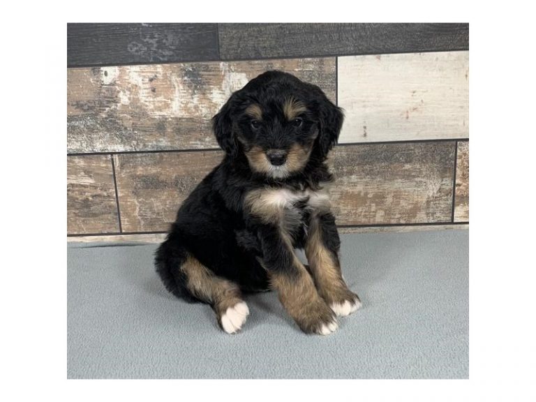 Mugsy - Bernedoodle