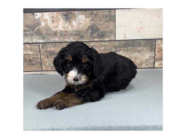 Apollo - Bernedoodle