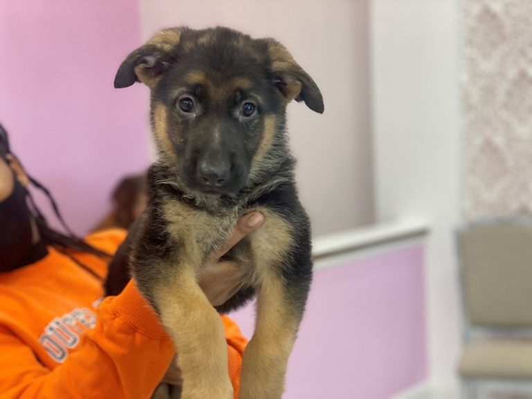 Ziva - German Shepherd